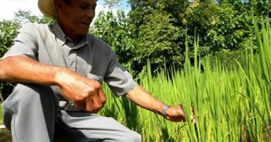 Vicente Castrellón muestra su cultivo de arroz biofortificado. Este campesino de 69 años brinda asesoría a los demás productores del distrito de Olá, en Panamá, que participan en el programa Agro Nutre. Crédito: Fabíola Ortiz/IPS