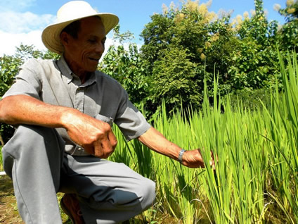 Vicente Castrellón muestra su cultivo de arroz biofortificado. Este campesino de 69 años brinda asesoría a los demás productores del distrito de Olá, en Panamá, que participan en el programa Agro Nutre. Crédito: Fabíola Ortiz/IPS