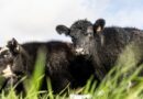 El camino de Uruguay para ser pionero en carne carbono neutral