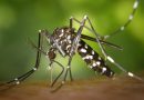 Casos de infección por virus Chikungunya
